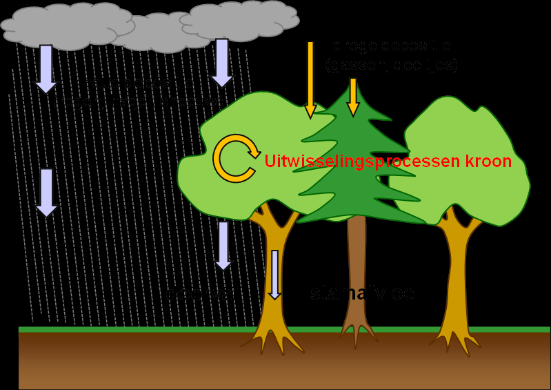 Figuur 2. Voorstelling depositieproces in een bosecosysteem waarbij polluenten uit de atmosfeer worden verwijderd.