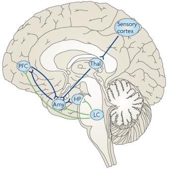 Amygdala response to faces in individuals with reported history of emotional maltreatment A fear circuitry in the brain * * * Pattern consistently observed in patients and healthy