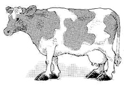 Verdeling van het gewicht van de koe op de benen. 60% van het lichaamsgewicht van de koe wordt gedragen door de Voorbenen. 40% van het lichaamsgewicht van de koe wordt gedragen door de Achterbenen.