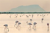 Fietsreizen / Europa / Frankrijk Code 704077 LA individuele reis Niveau Accommodatie Waardering GPS tracks aanwezig Frankrijk - Camargue, 7 dagen Fietsen langs flamingo s, wilde paarden en