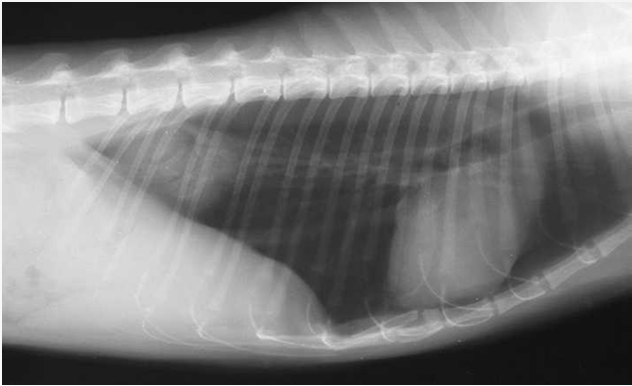 röntgen diagnostiek opname DS en VD correct belicht / laag kv onbewogen goed zijdelings röntgen diagnostiek buitenzijde detail in de