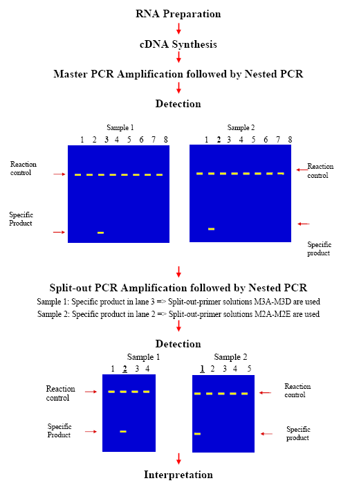 Verdere Verfijning van de diagnostiek Bloedstaal voor: Klinische biologie CMGG PCR Flowcytometrie Karyotypering FISH Casus : Flowcytometrie Belang typering leukemie: ALL/AML %myeloblastenmet fenotype