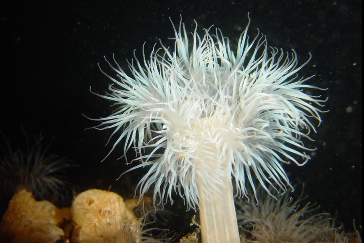 Het onderwaterleven is rijk aan onder meer anemonen, krabben, heremietkreeften, zeesterren, zeeappeltjes, zeenaalden en verschillende soorten vis.