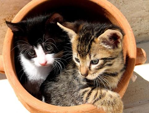 Soms vormen jonge katers samen een groep. Poezen blijven, indien er genoeg voedsel is, hun hele leven bij de moeder. Vraag 8: Op hoeveel verschillende manieren kan een kat miauwen, spinnen of blazen?