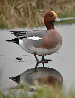 16-1-2015: 6000 wilde vogels bemonsterd.