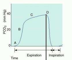 De normale golfvorm begint aan het einde van de inspiratiefase (A) en loopt aanvankelijk snel op (B). Daarna komt een traag oplopend gedeelte (C) dat in een piek eindigt (D).