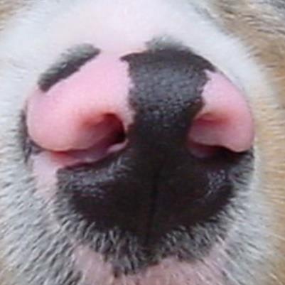 Niet geheel ingekleurde neus Neus die meer dan 25% roze is INTERPRETATIE : Met de neus wordt hier de neusspiegel, dus het onbehaarde gedeelte van de neus bedoeld.