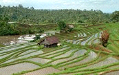 Rondreizen / Azië / Indonesië Code 230049 P avontuur op maat Niveau Accommodatie Bali * verblijf Belimbing, 3 dagen, actieve dagen vanuit ecolodge Een origineel verblijf in het binnenland van Bali