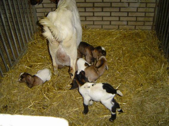 5. Kinderboerderij en hertenkamp Dierenwelzijn gaat over de kwaliteit van leven. Men kan dierenwelzijn enkel beoordelen wanneer er enige kennis is van het dierenrijk.
