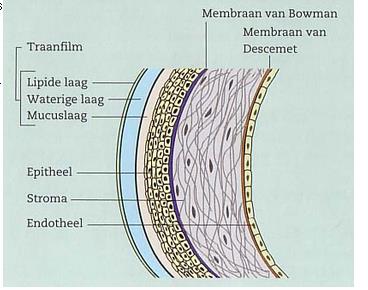 Om alle staafjes en kegeltjes (zie paragraaf 5) van bloed te kunnen voorzien, loopt binnenin de oogrok een dicht netvlies van bloedvaten, het vaatvlies.