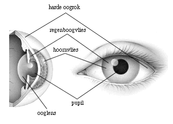 2 Het hoornvlies Het hoornvlies (cornea) is de voorste lens. Deze bevindt zich aan de voorkant van het oog.