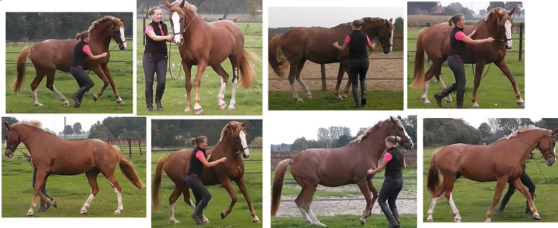 Copyright 2014 - Atletische Rijkunst - Monique de Rijk Pagina 61 WERK AAN DE HAND Het werken aan de hand is een manier om je paard onbelast te trainen en te gymnastiseren tot een symmetrisch, soepel