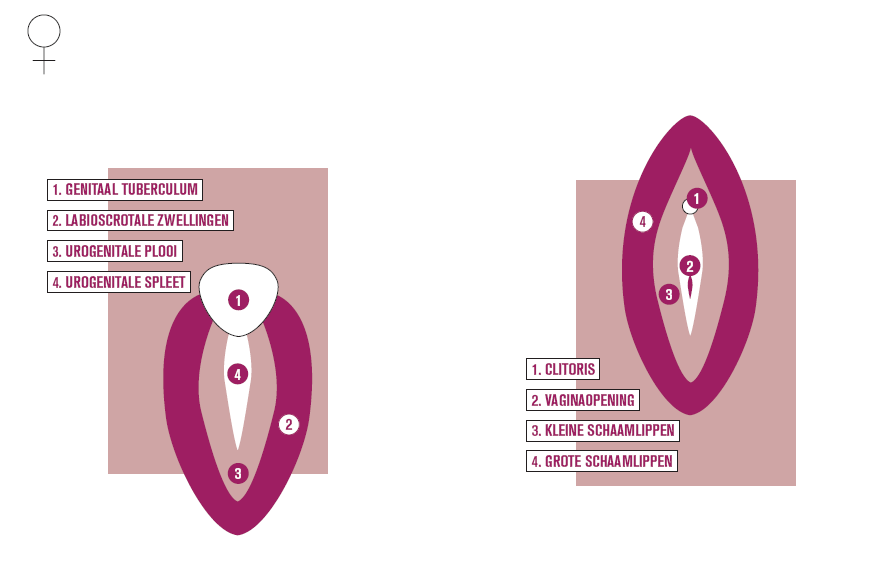 vormen ze de vagina. Het bovenste 2/3 van de vagina wordt gevormd door de versmelting van de 2 buissystemen van Muller, het onderste 1/3 ontwikkelt zich uit de uitwendige geslachtsdelen.