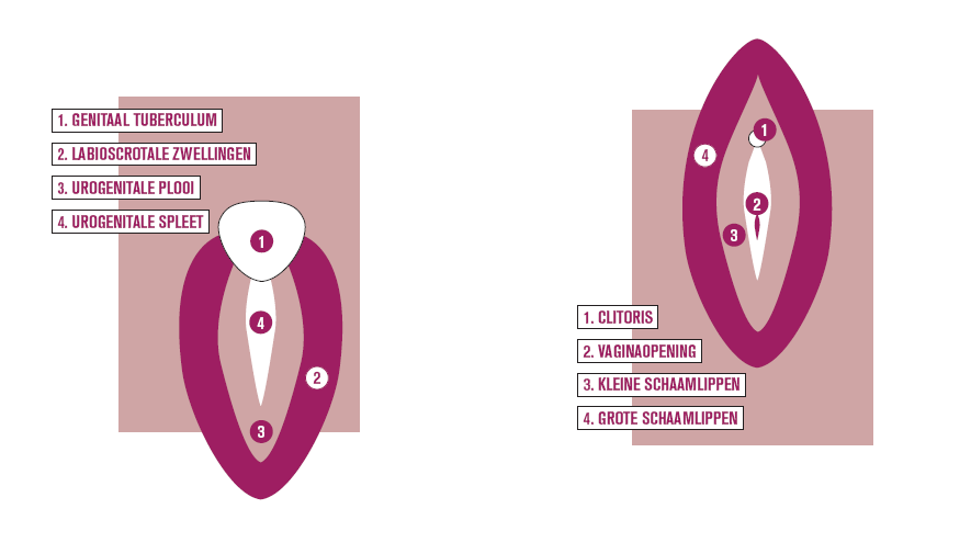 beslist. Om deze redenen wordt de beslissing om te opereren door een multidisciplinair team gemaakt, dat bestaat uit de uroloog, de kinderendocrinoloog en de psycholoog, in samenspraak met de ouders.