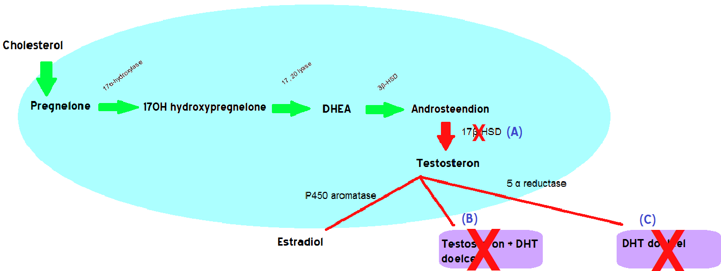 17β- hydroxysteroïd dehydrogenase 3 deficiëntie Wat is 17-β HSD deficiëntie, of korter gezegd: 17β HSD deficiëntie?