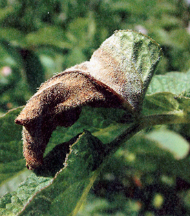 Phytophthora infectiedruk van phytophthora Nog steeds is de infectiedruk hoog in de Flevopolder. Er werden afgelopen week weliswaar haarden afgemeld, maar er kwamen ook weer nieuwe bij.