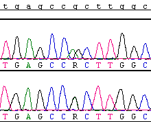 Tabel 44: Overzicht positieve stalen DNMT3A-gen Patiënt Mutatie Staaltype Diagnose Moleculaire testen (Mutaties) FISH Verwijzing CL02 0676 CC27 1152 CD17 1140 9D27 0574 CF18 1132 CG23 0588 9E08 0454