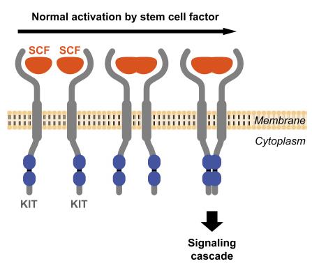 Figuur 9: c-kit receptor dimeriseert in de aanwezigheid van het ligand SCF en initieert op deze manier de signaalcascade (Royster 20