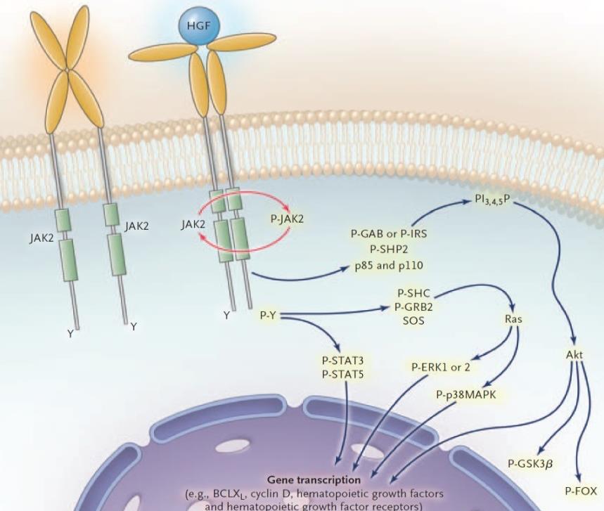 4.1.2.3 Colony Stimulerende Factor 3-Receptor (CSF3R)-mutatie Het eiwit dat gecodeerd wordt door het CSF3R-gen is de transmembraanreceptor voor de colony stimulerende factor 3.