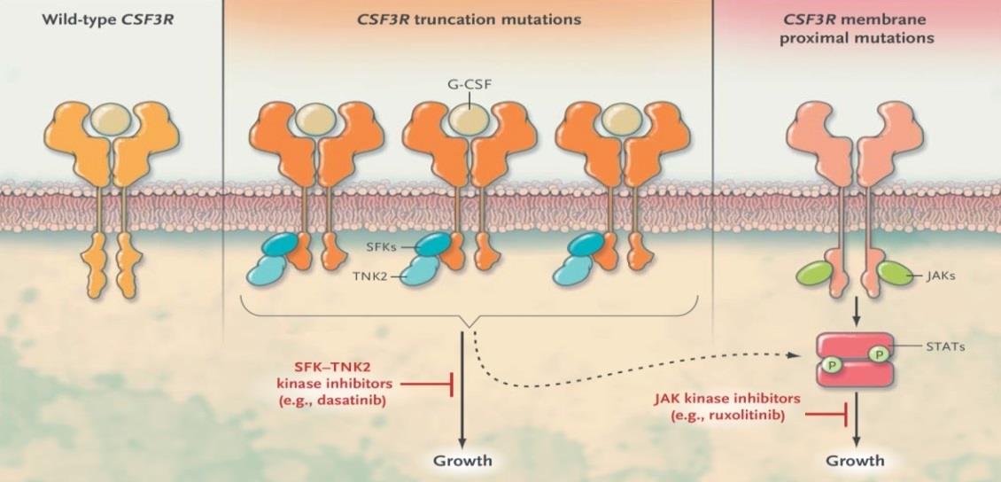 Figuur 12: Opbouw van het CSF3R-gen met het mutatiespectrum (Maxson et al. 2013) 4.1.2.3.2 Belang van de mutatie De CSF3R-mutaties kunnen ingedeeld worden in twee grote groepen (zie figuren 12 en 13).