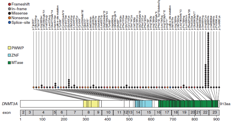 Figuur 32: Mutatiespectrum van het DNMT3A-gen (Roller et al. 2013) 4.5.2.3 Isocitraat dehydrogenase mutatie Er bestaan meerdere isovormen van het enzym isocitraat dehydrogenase (IDH).