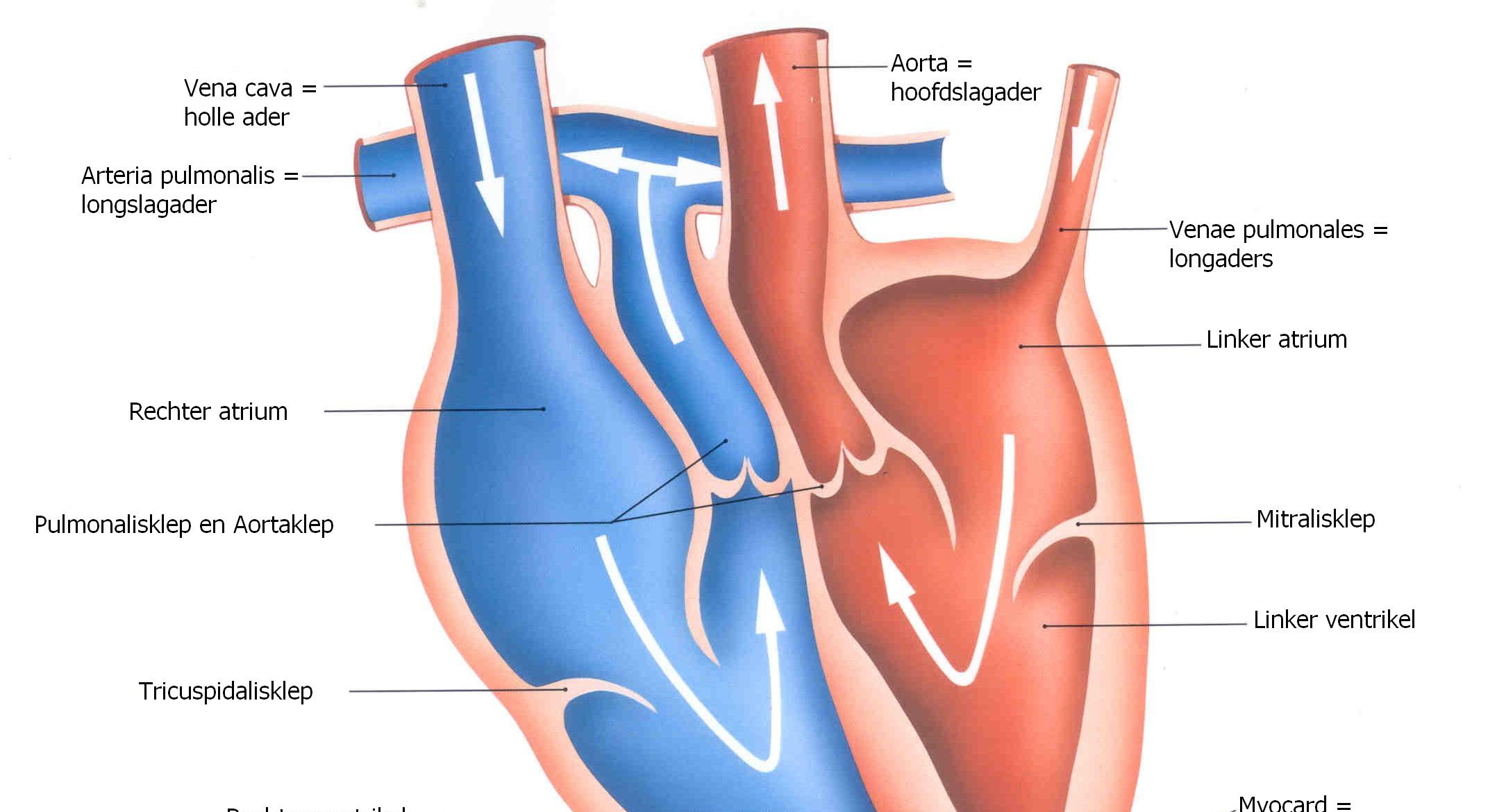 C/ Opsporen van erfelijke hartaandoeningen: Er zijn verschillende methodes voor het opsporen van erfelijke hartaandoeningen: 1. Auscultatie: onderzoek met de stethoscoop.