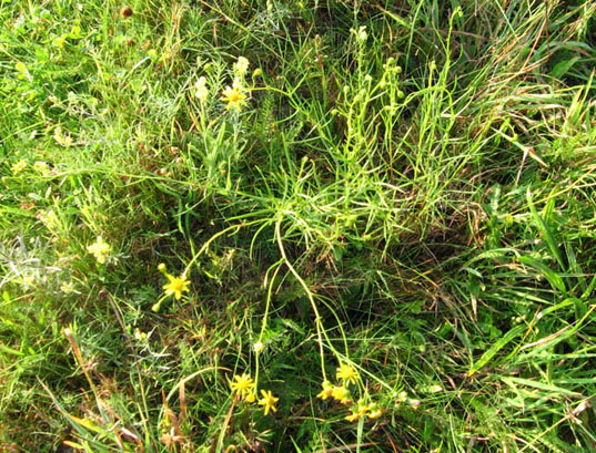 Andere planten met gele bloemen in graslanden Enkele andere gele bloemen kunnen zich ook in het droge grasland van Witharen vestigen. Sommige worden door het vee gemeden, andere worden graag gegeten.