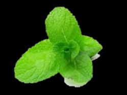 Gamma WC Cleaners Vinegar Lemon Mint Compatibel met septic tanks Kinderveilige schroefdop Natuurlijke formule
