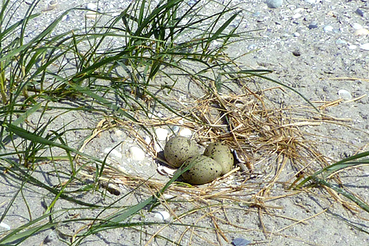 Klutennest met 3 eieren op de Zuidhaak; Griend 23 mei 2010.
