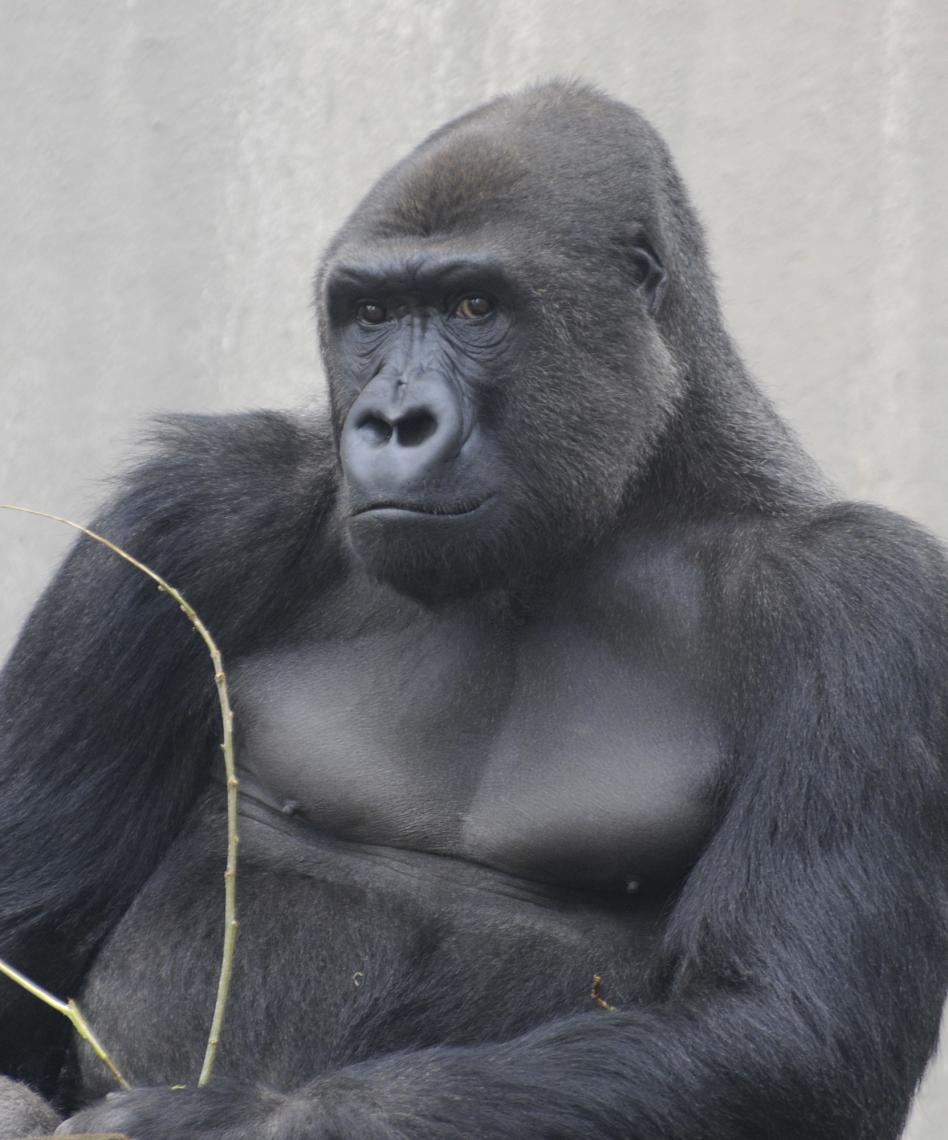 Een gorilla kan er gevaarlijk uitzien!
