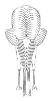 * Mantel symmetrisch en hoog gedragen met een rechte scheiding 2/3 van de rug. * Borstkrulveren naar het borstbeen toe krullend, een mandje vormend.