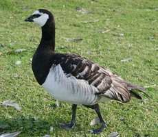 De grauwe ganzen zijn vooral te vinden op Texel, nabij het Lauwersmeer, in de Dollard en langs de Groninger Waddenkust. In Nederland is de soort het hele jaar door aanwezig.