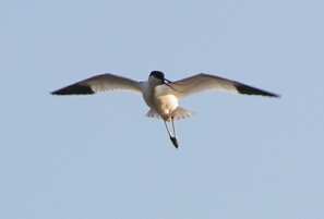 Kluut 6700 Gemiddeld aantal (foto: M.Buschmann) Zie ook de kluut als broedvogel. De kluut is jaarrond aanwezig in Nederland, maar de meeste vogels trekken s winters weg naar het zuiden.
