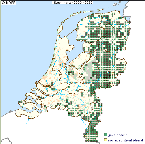 21 Steenmarter (Martes foina) 21.1 Algemeen De Steenmarter is een beschermde diersoort die in Oost-Nederland veel voorkomt.