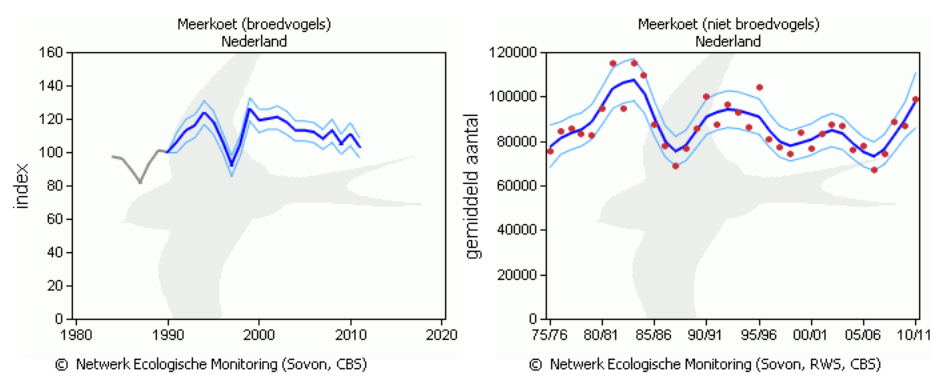 Figuur 11.3 Aantalsontwikkeling van Meerkoeten in Nederland (bron: Sovon.nl) 11.3 Provinciaal beleid 11.3.1 Provinciale vrijstelling De provincie heeft de Meerkoet op de provinciale vrijstellingenlijst geplaatst.