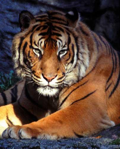 Naam: _ SURVIVAL of the tiger Grote katachtigen De tijger hoort bij de katachtigen, net als de leeuw, poema, panter en de linx. Tijgers zijn roofdieren uit Azië.