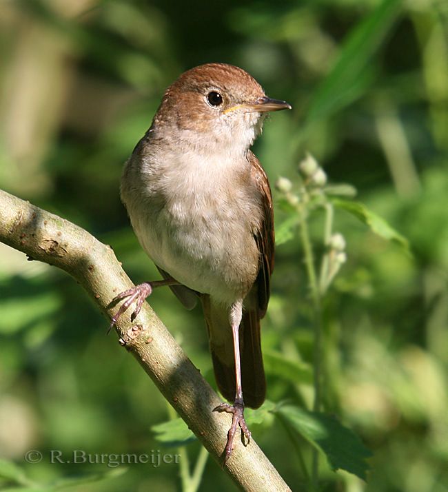 VOGELVERENIGING DE NACHTEGAAL,