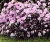 Rododendron (meerdere soorten) Gif: blad en bessen bij inname Bloeiperiode: maart-mei Symptomen: maag, darmontsteking, buikloop, darmkrampen.