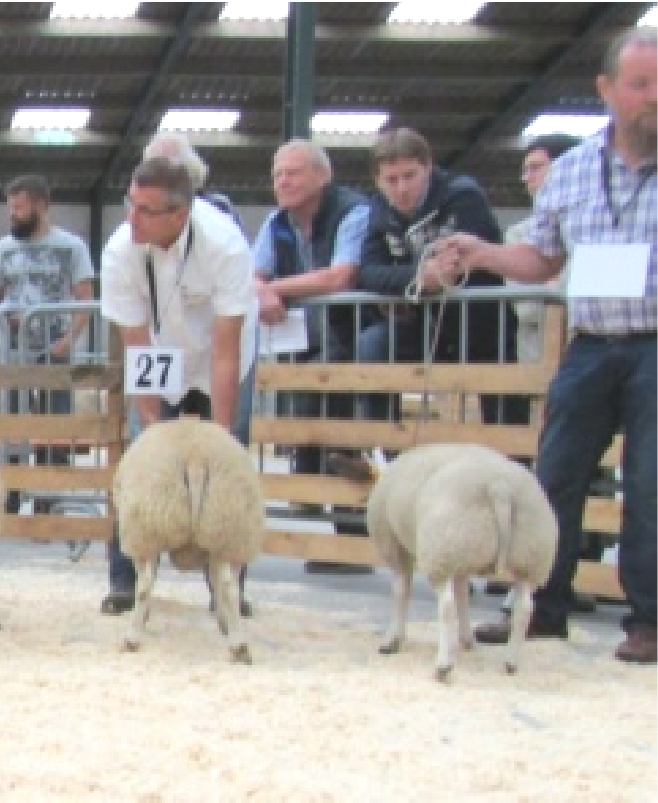 Vijfde TES-fokdag fokdag in België Veel schapen en toeschouwers op eerste lustrum lustrum-editie.