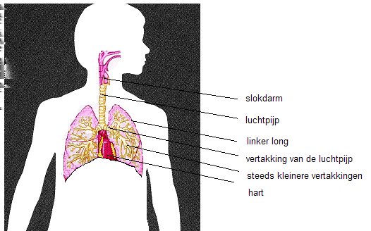 Een longontsteking Bij een longontsteking is het longweefsel ontstoken. De lucht die we inademen komt via de luchtpijp in beide longen terecht. De luchtpijp splitst zich in twee vertakkingen.