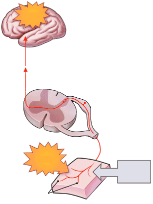 Effect op zenuwcellen Pijn Ruggenmerg