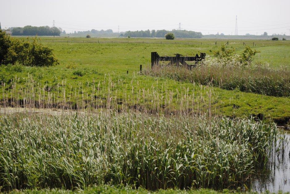 Tijdens studiedagen voor ambtenaren en hoveniers georganiseerd door JUB met hetzelfde thema ontvangen alle gemeenten in Nederland een informatiepakket rond drachtverbetering met o.a. informatie over bloembollen voor bijen en vlinders.