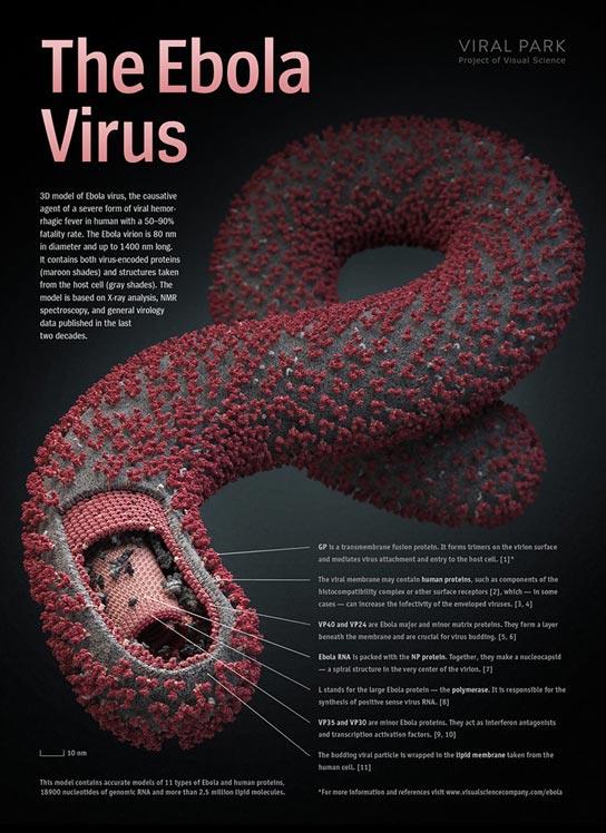 van virus komt vrij in de cel Genetische materiaal