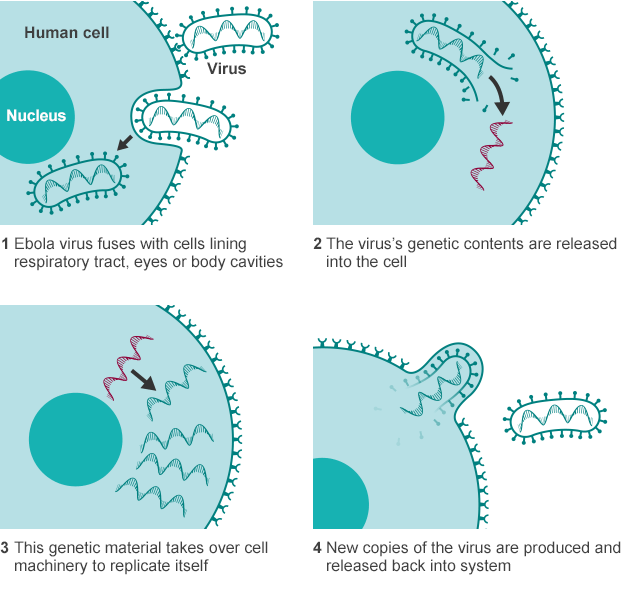 Spreiding van EBOLA infectie Virus fuseert met cellen