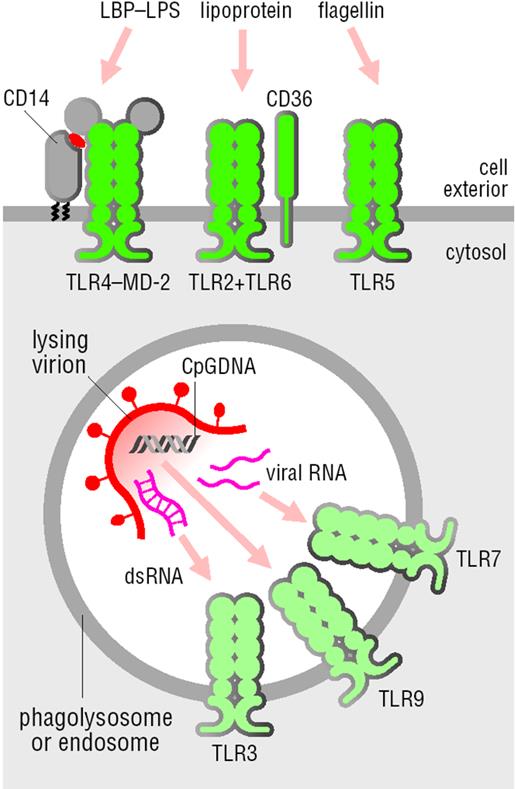 receptor (PRR) pathogen