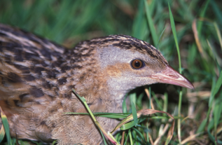 Belangrijkste doelen Voor het Leekstermeergebied is aangewezen ten behoeve van zes vogelsoorten: drie broedvogels en drie wintergasten.