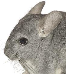 Als je meer wilt weten over de chinchilla, kun je ook de bijsluiter over de chinchilla lezen.