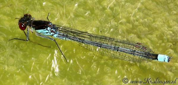 4.2.5 Lantaarntje Ischnura elegans voorkomen in Rotterdam Het Lantaarntje is de meest algemene juffer in Rotterdam.