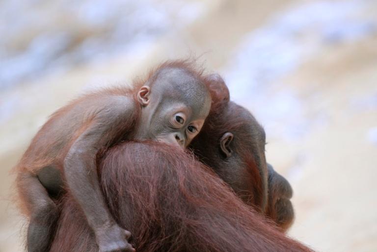 WAAR WOON IK? De orang oetan is een echte regenwoudbewoner. De Borneose orang oetan leeft enkel nog maar op Borneo. De Sumatraanse orang oetan leeft op het Indonesische eiland Sumatra.