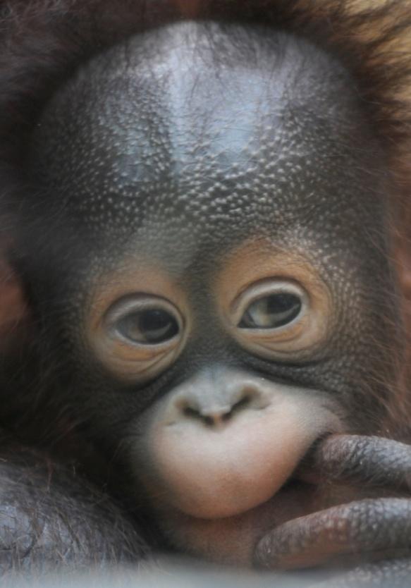 Naar school! Een jonge orang oetan moet heel veel leren. De zeven of acht jaar in de buurt van zijn moeder gebruikt het jong om bij haar alle trucjes af te kijken.